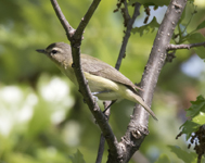 Warbling Vireo 7073